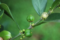 Suregada angustifolia